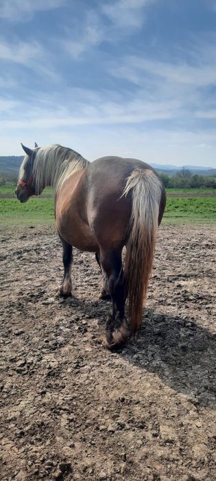 Vând iapă cu mânz și gestantă napoi