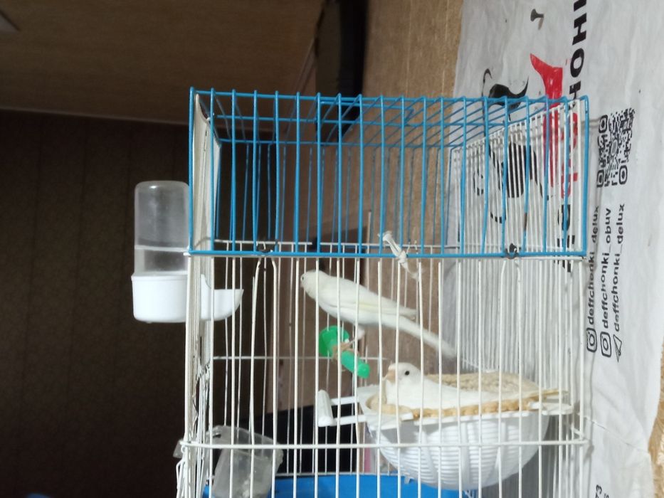 Канарекалар.сотилади