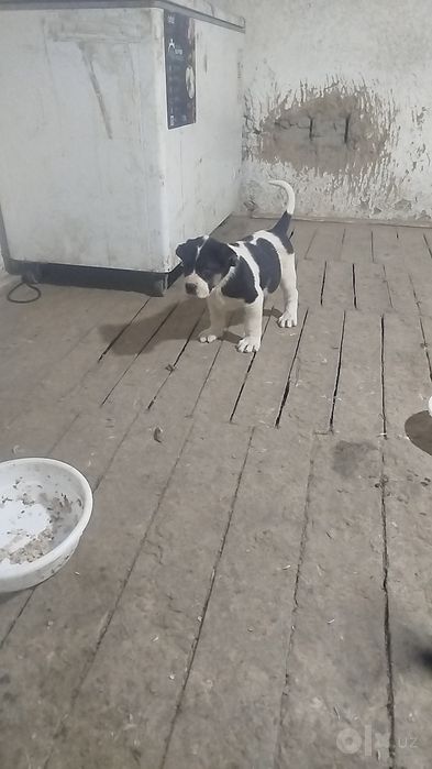 Buldozer linya alabay sotiladi