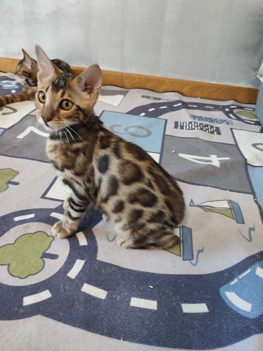 bengal cu pedigree,felisa autorizata