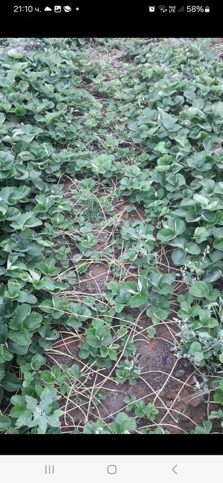 Разсад ягоди и малини