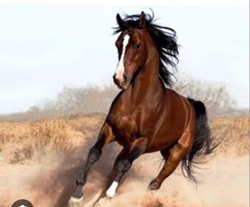 Мал соямыз! (Қасапшы)Мясник