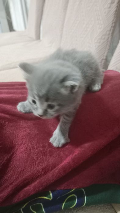 Отдам 3 котенка (девочки) в добрые руки