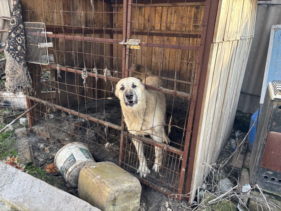 Собака ит төбет алабай