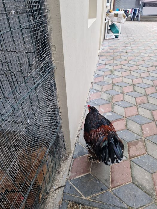 Vând Cocoșii Brahman