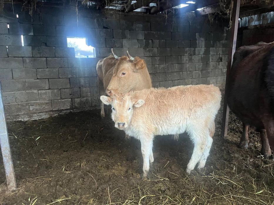 2 бұзаулы сиыр сатылады