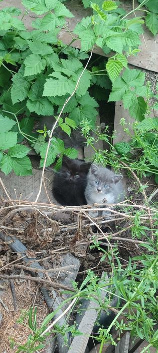 Милые и смышленные котята