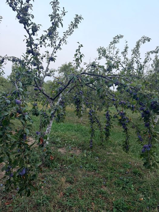 Prune de vanzare
