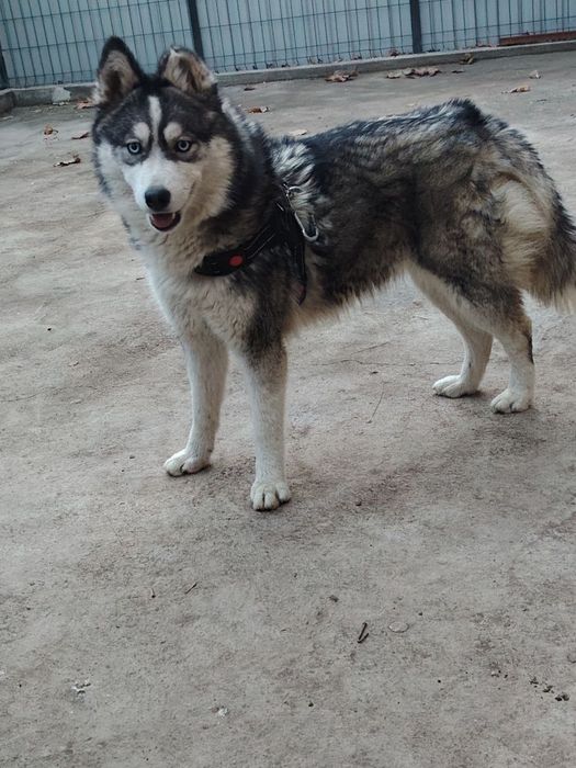 Зотдор ХАСКИ  ит сотилади 1 ёш киз бола жуда акилли ва мехрибон .