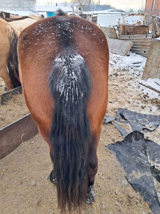 Еркек жабак сатылады