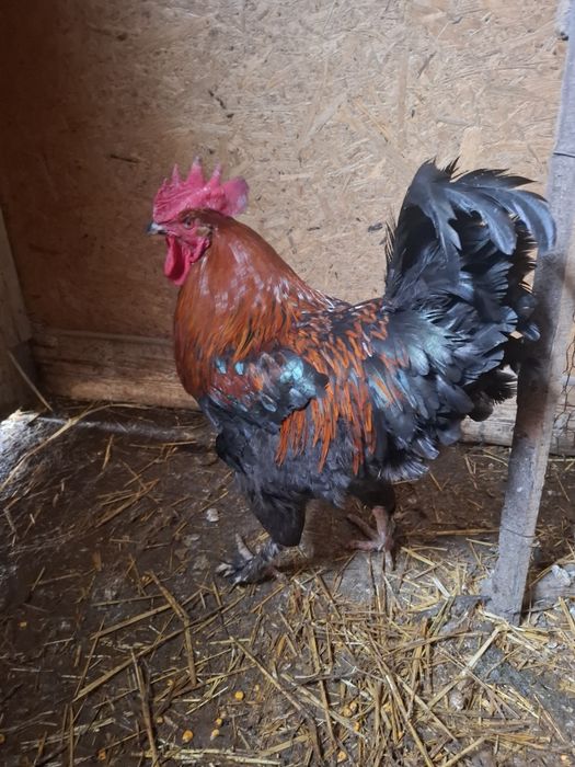 Ouă disponibile din rasele Brahma Portelan. Si rasa Marans .