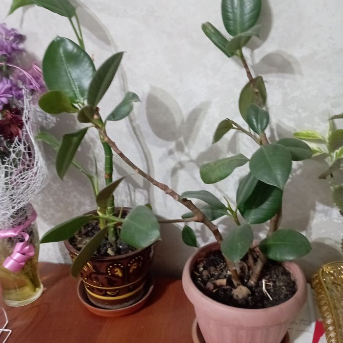 Продам цветы  срочно