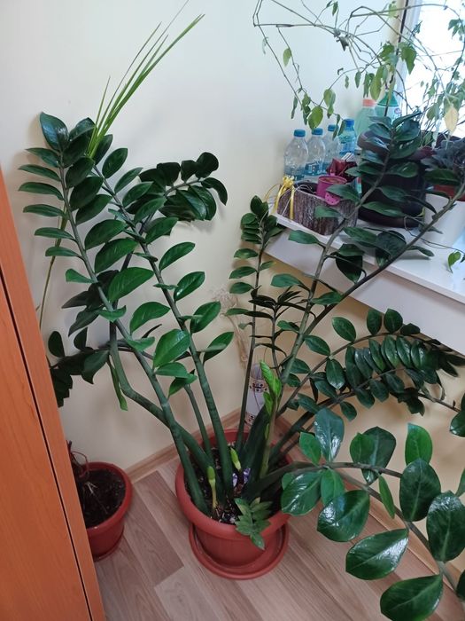 Дървото на желанията