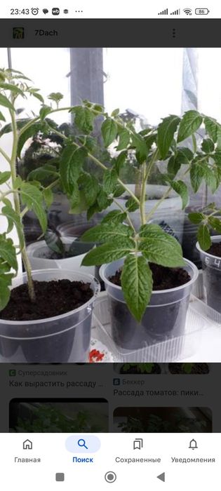 Продам рассаду300