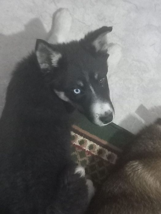 Продам щенок на добрый рук