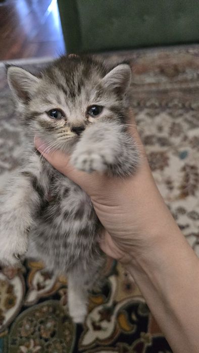 Продаются породистые котята шиншилла