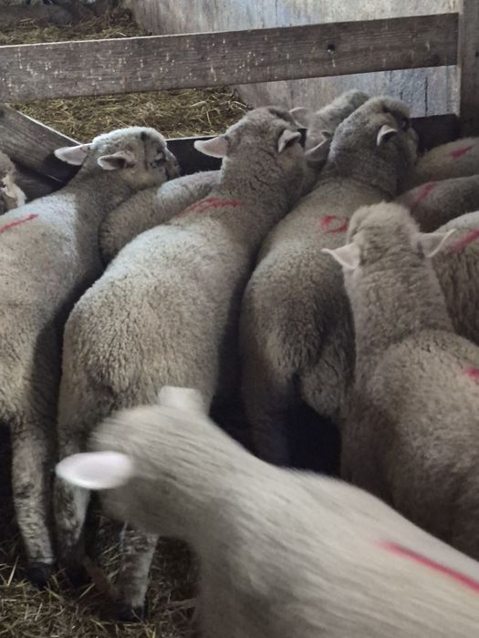 Vand 3 batali (berbecuti castrati)rasa Ile De France