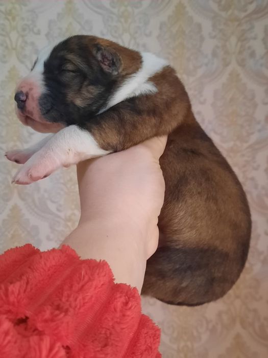 Шикарный щенки Алабая