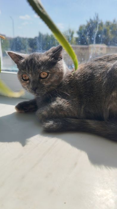 Кошечка без вредных привычек