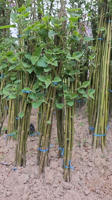 павлоня кучатлари сотилади