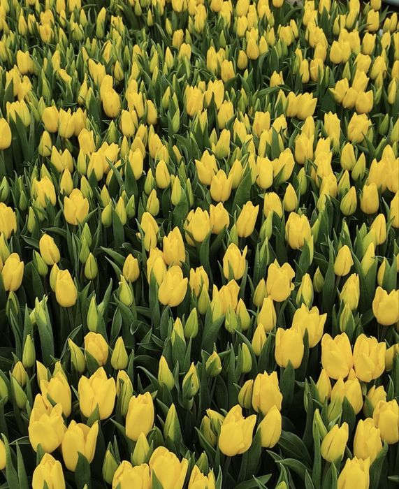 Продаю тюльпаны оптом