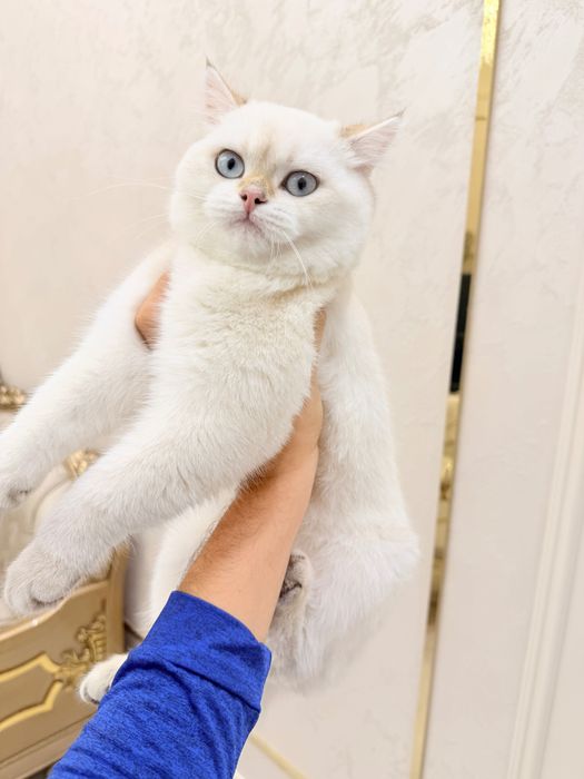 Короткошёрстная белая шиншилла