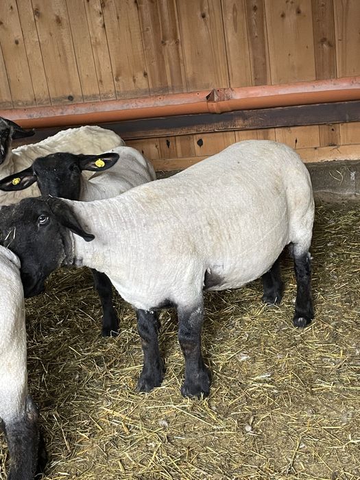 oi suffolk de vanzare