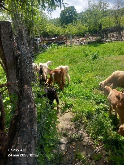 Vând iezi 25 lei kg