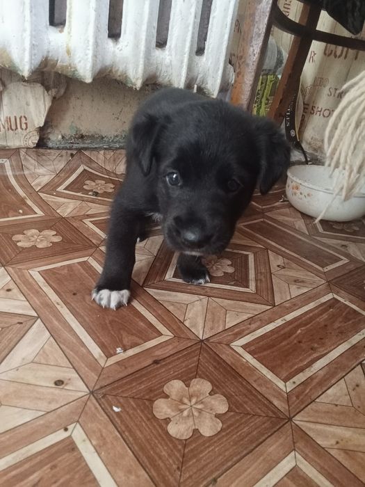 Отдам в добрые руки щенят