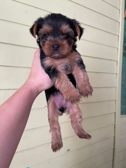 Щенок йоркширского терьера