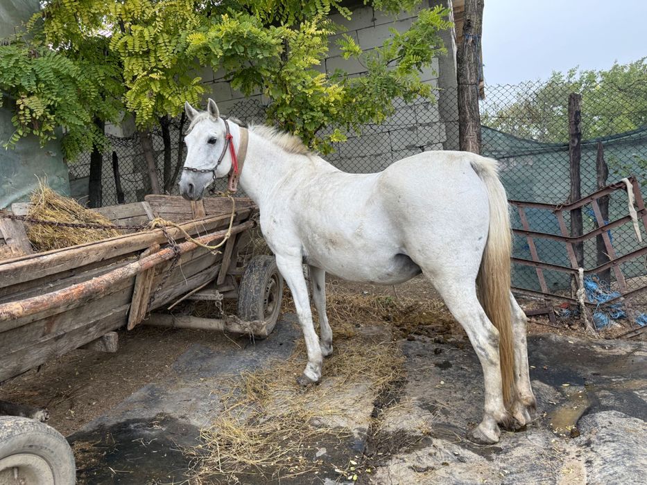 Iapa tânără de vânzare
