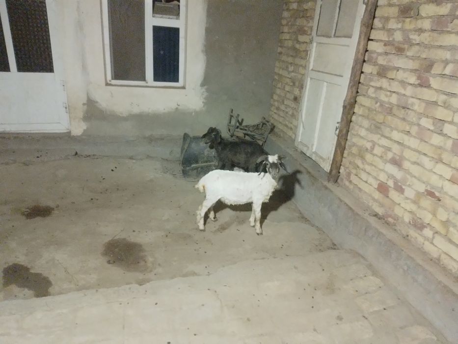 2 ta q6chqor Barra sotiladi  tezda