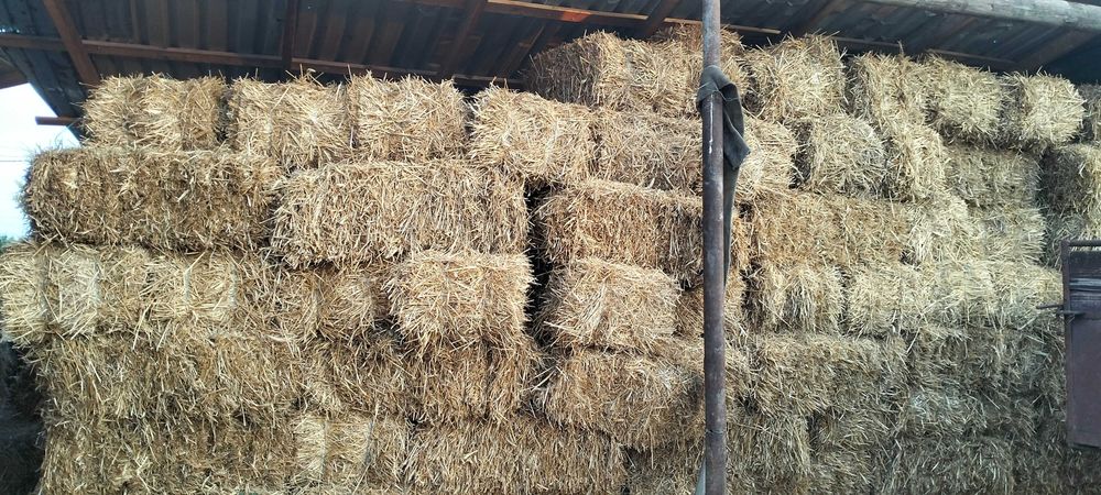 Vând baloți de paie mici dreptunghiulari