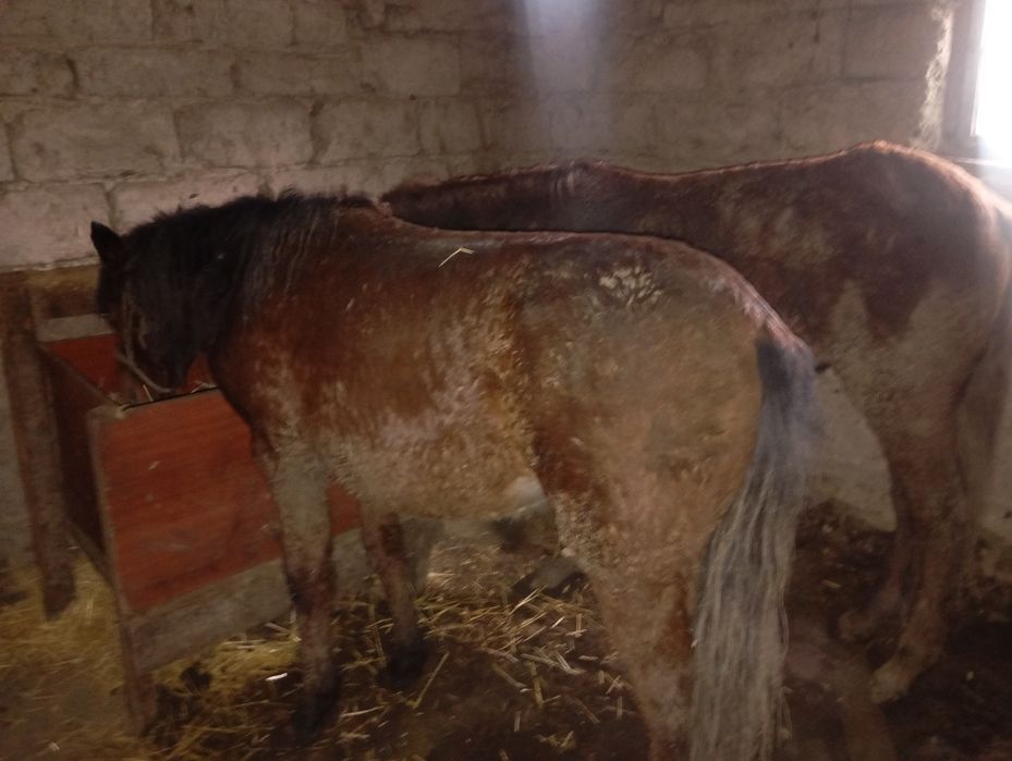 Тай бордақы 450 мыннаң