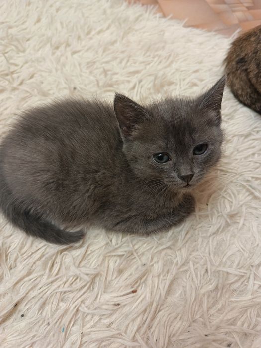 Отдам котят в добрые руки