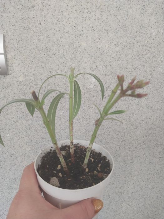 Алеандр  растение