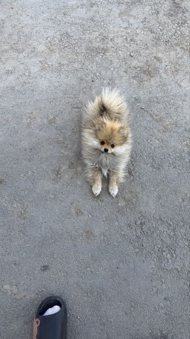 Продам шпица мальчик