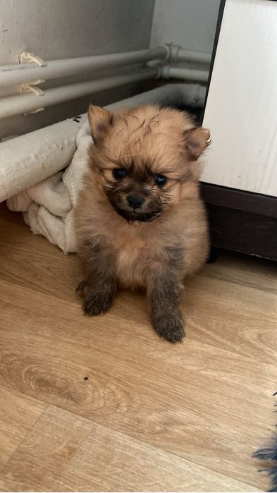 Продам щенков немецкий шпиц.