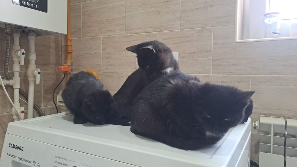 Вислоухие пушистые котята