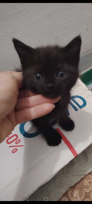 Котятки малышатки
