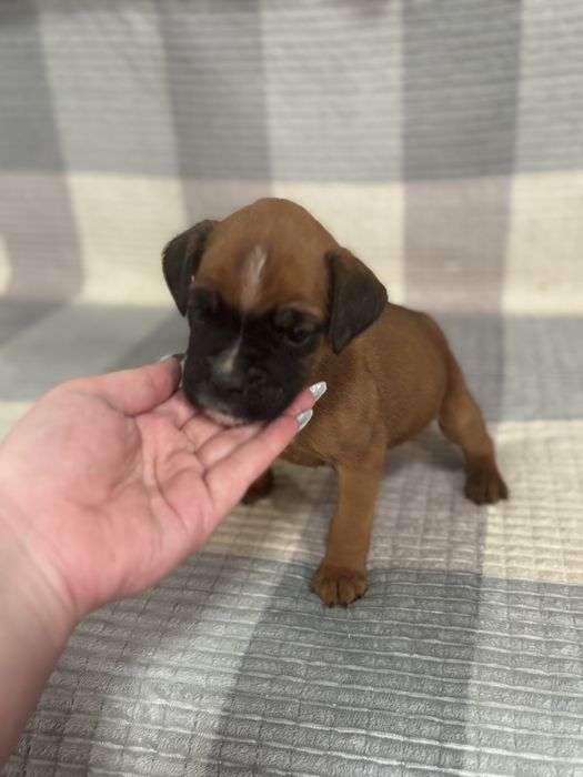 Щенки немецкого боксера