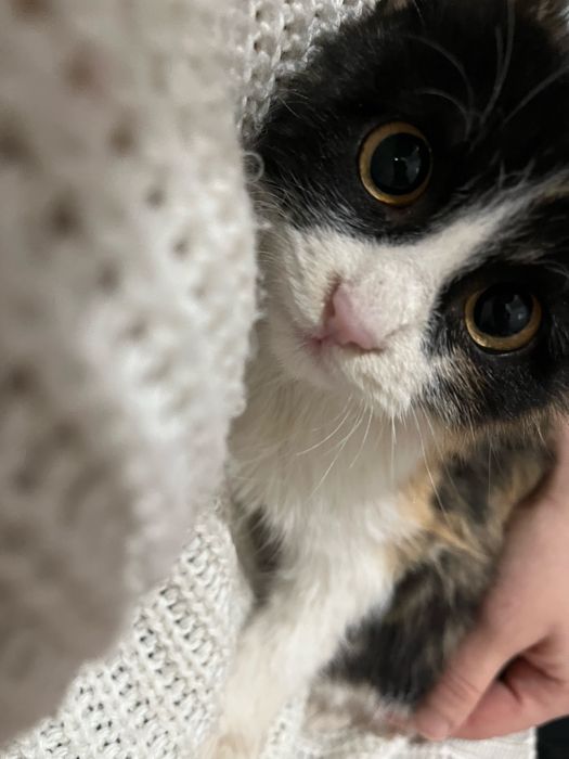 Котята в добрын руки