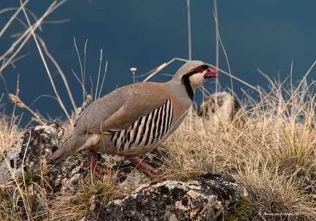 Продается Фазаны кеклики утки гуси кабаны все с охоты