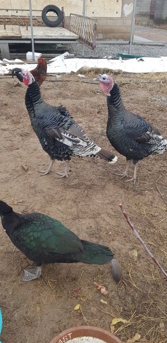 Индюки 2 шт КРУПНЫЕ