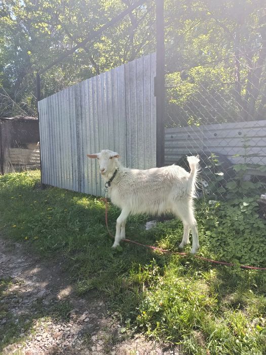 Продам козлика козы
