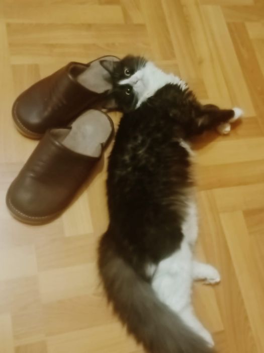 Отдам в хорошие руки кошку 2 годика