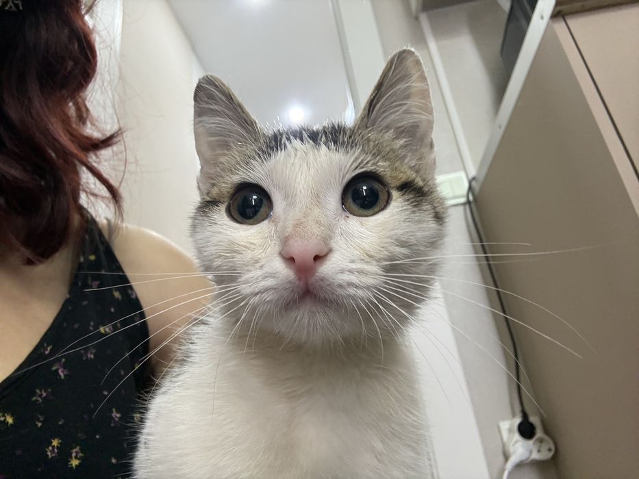 Котенок мальчик (4-5 мес)