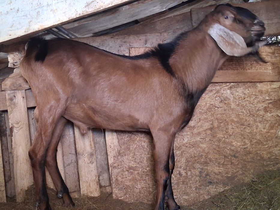 Disponibili tapi si capre