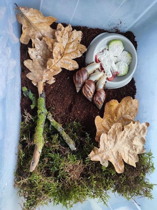 Улитки ахатины продам