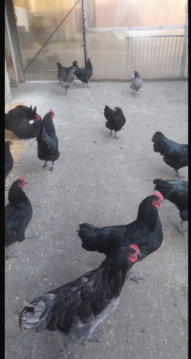 Vand familie de australorp , 4 gaini si un cocos/4 familii